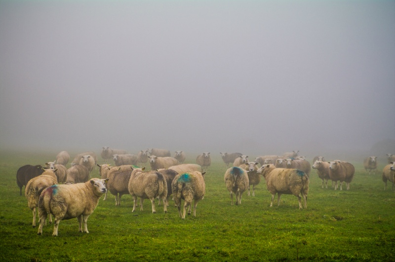 Schapen 2